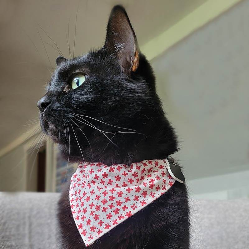 Dog Bandana - Red Dot