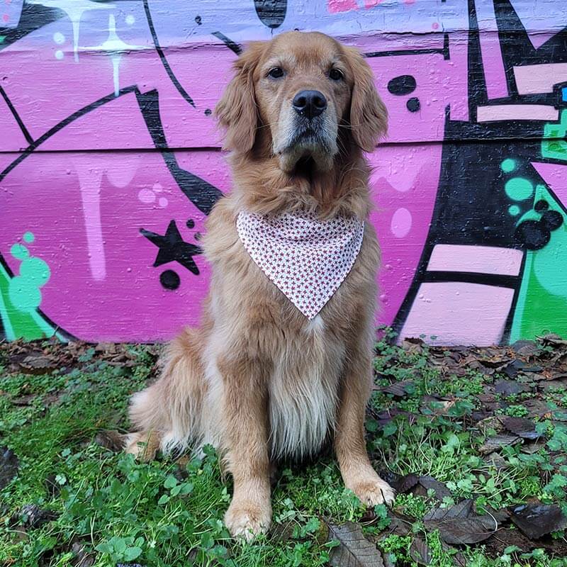 Dog Bandana - Red Floral