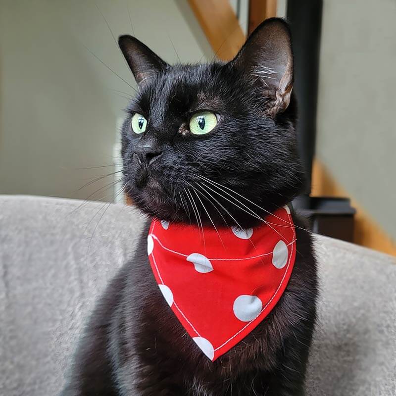 Dog Bandana - Red Dot - Image 2