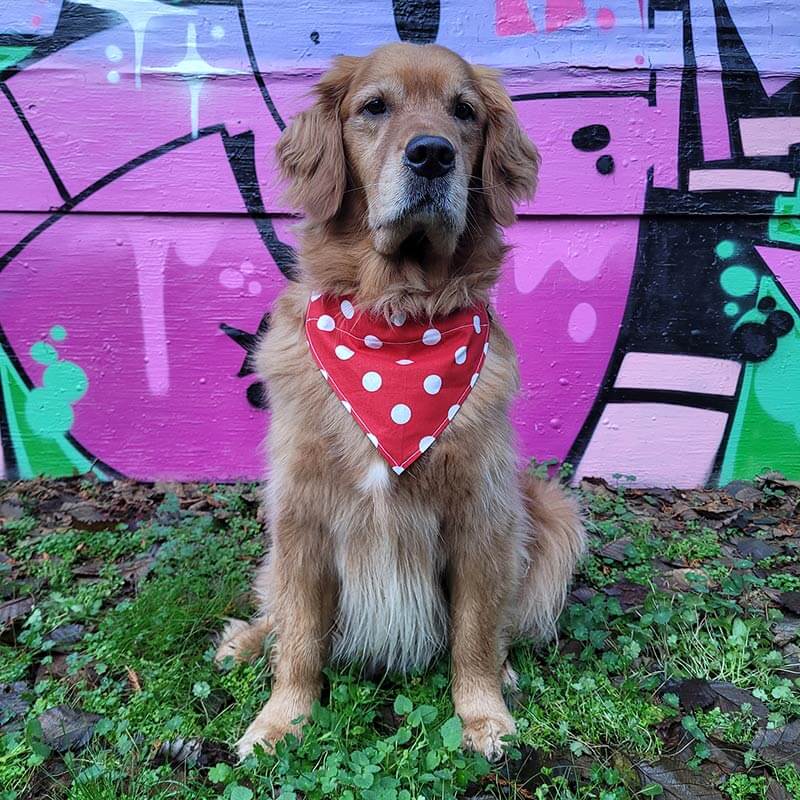 Dog Bandana - Red Dot