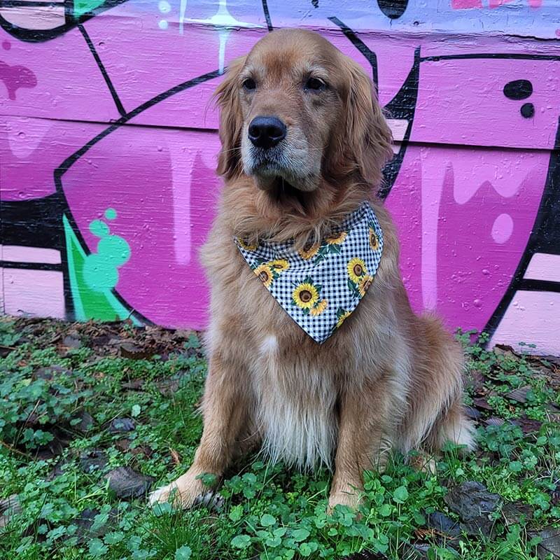 Dog Bandana - Sunflower