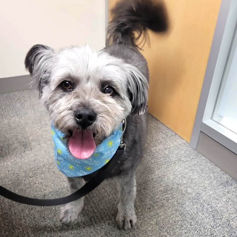 Dog Bandana – Suns out Tongues out